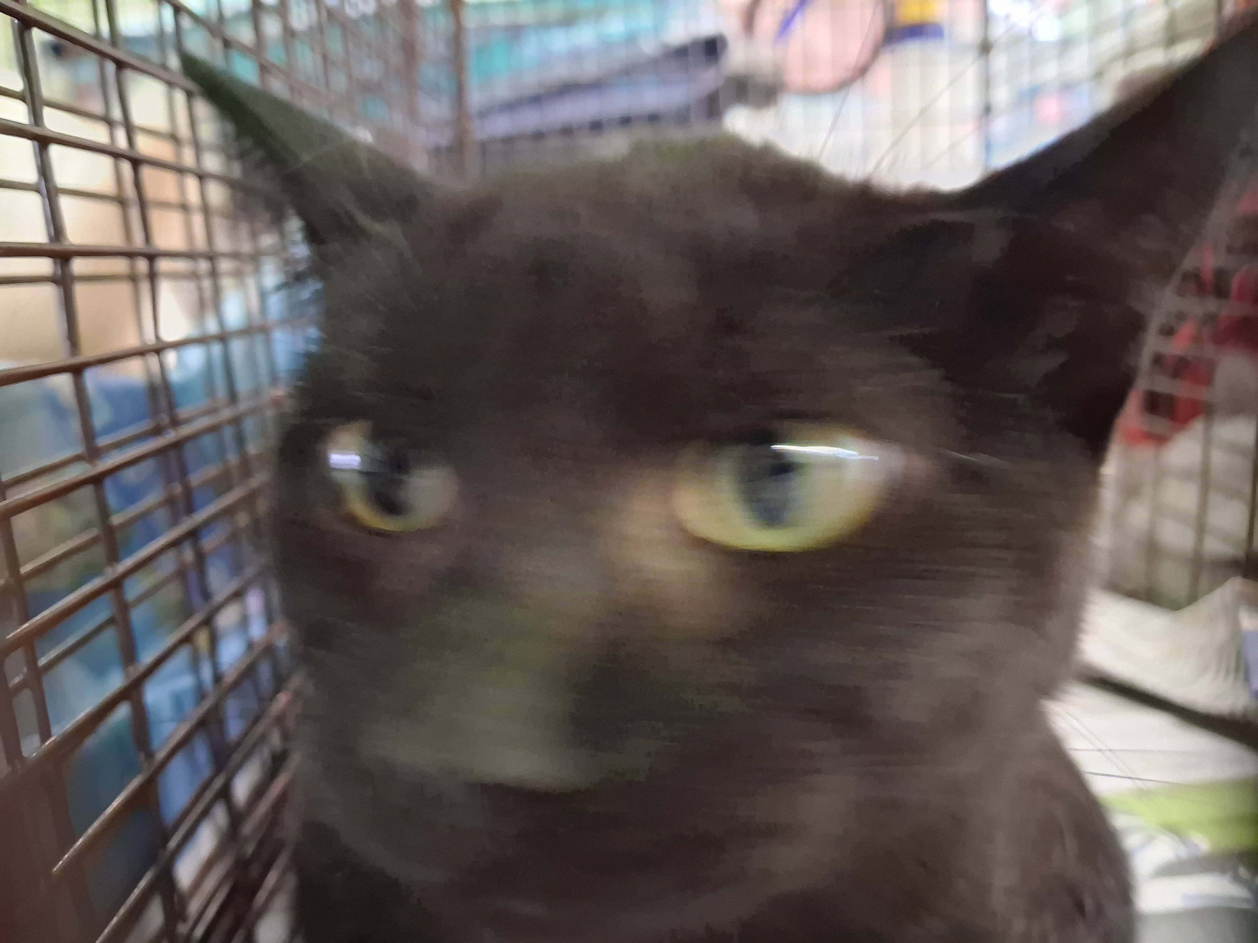 Shelter Stray Female Cat last seen , 1850 W 60th St, Los Angeles, CA 90047, USA