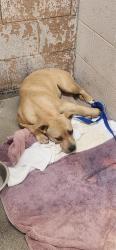 Shelter Stray Female Dog last seen Near BLOCK CAGUA DR NE, 8920 Lomas Blvd NE, Albuquerque, NM 87112, USA