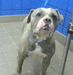 Shelter Stray Female Dog last seen CARLISLE & COMANCHE, 8920 Lomas Blvd NE, Albuquerque, NM 87112, USA
