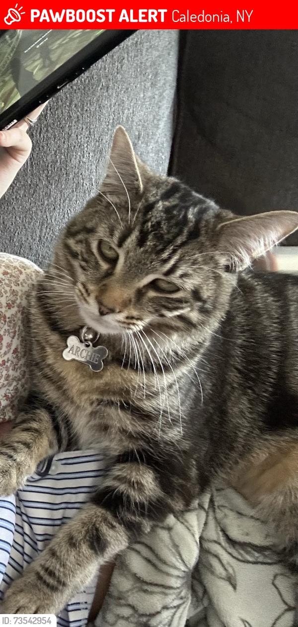 Lost Male Cat last seen Village side of the tracks just past gas light ln, Caledonia, NY 14423