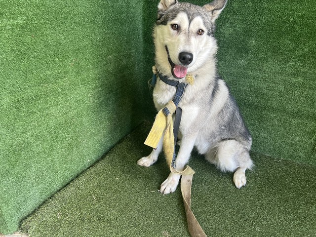 Shelter Stray Male Dog last seen , 5210 W Ave I, Lancaster, CA 93536, USA