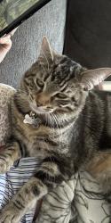 Lost Male Cat last seen Village side of the tracks just past gas light ln, Caledonia, NY 14423