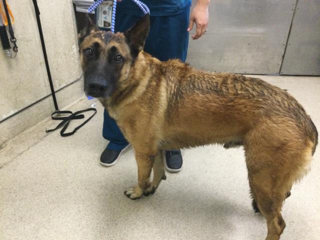 Shelter Stray Male Dog last seen 64TH ST / DOWNEY ST RIVERSIDE CA 92509, 6851 Van Buren Boulevard, Jurupa Valley, CA 92509, USA