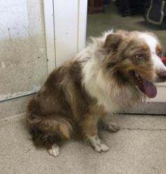 Shelter Stray Male Dog last seen Near BLOCK DRIFTWOOD DR, RIVERSIDE, CA, 6851 Van Buren Boulevard, Jurupa Valley, CA 92509, USA