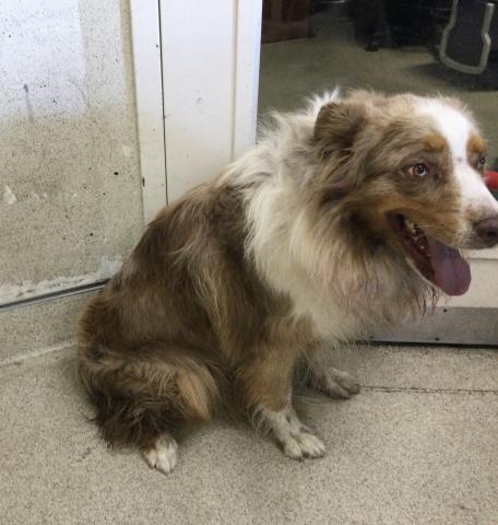 Shelter Stray Male Dog last seen Near BLOCK DRIFTWOOD DR, RIVERSIDE, CA, 6851 Van Buren Boulevard, Jurupa Valley, CA 92509, USA