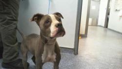 Shelter Stray Female Dog last seen CHARLOTTE, 8315 Byrum Dr, Charlotte, NC 28217, USA