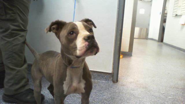 Shelter Stray Female Dog last seen CHARLOTTE, 8315 Byrum Dr, Charlotte, NC 28217, USA