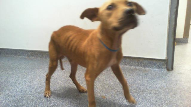 Shelter Stray Male Dog last seen CHARLOTTE, 8315 Byrum Dr, Charlotte, NC 28217, USA