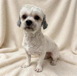 Shelter Stray Male Dog last seen , 38550 Sierra Hwy, Palmdale, CA 93550, USA