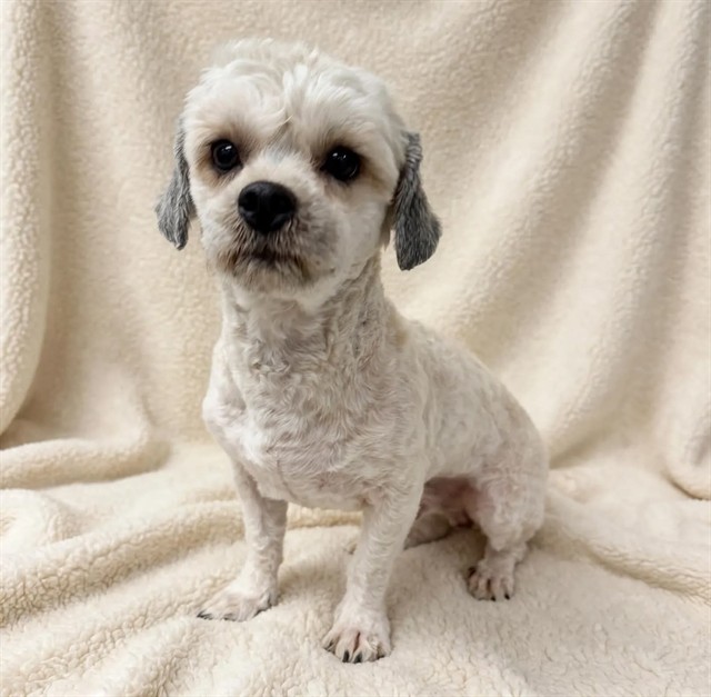 Shelter Stray Male Dog last seen , 38550 Sierra Hwy, Palmdale, CA 93550, USA