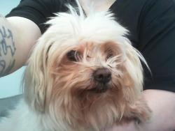Shelter Stray Male Dog last seen CHARLOTTE, 8315 Byrum Dr, Charlotte, NC 28217, USA