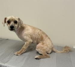 Shelter Stray Male Dog last seen , 38550 Sierra Hwy, Palmdale, CA 93550, USA