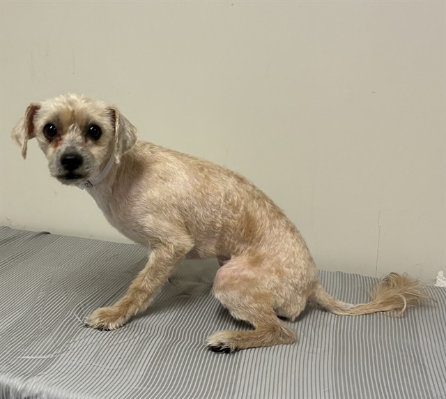 Shelter Stray Male Dog last seen , 38550 Sierra Hwy, Palmdale, CA 93550, USA