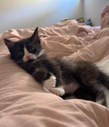 Shelter Stray Male Cat last seen RICHION DR & PARAMOUNT CIR, 2127 Front St, Sacramento, CA 95818, USA