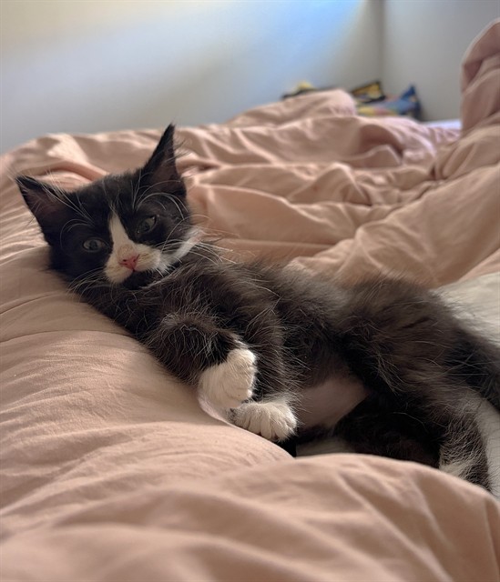 Shelter Stray Male Cat last seen RICHION DR & PARAMOUNT CIR, 2127 Front St, Sacramento, CA 95818, USA