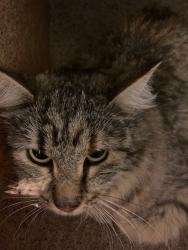Shelter Stray Female Cat last seen Near BLOCK W CRESTFIELD DR, 4522 W 3500 S, West Valley City, UT 84120, USA