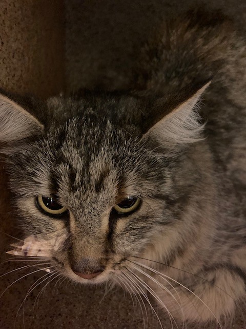 Shelter Stray Female Cat last seen Near BLOCK W CRESTFIELD DR, 4522 W 3500 S, West Valley City, UT 84120, USA