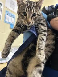 Shelter Stray Male Cat last seen STANFORD AVE & COLFAX ST, 2127 Front St, Sacramento, CA 95818, USA