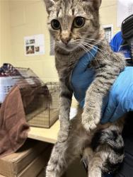 Shelter Stray Female Cat last seen STANFORD AVE & COLFAX ST, 2127 Front St, Sacramento, CA 95818, USA