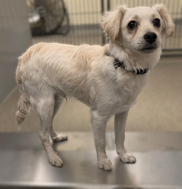Shelter Stray Male Dog last seen Near BLOCK W MOOREGATE AVE, WEST VALLEY CITY UT 84120, 4522 W 3500 S, West Valley City, UT 84120, USA