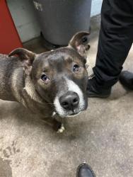Shelter Stray Male Dog last seen STONECREEK DR & W EL CAMINO AVE, 2127 Front St, Sacramento, CA 95818, USA