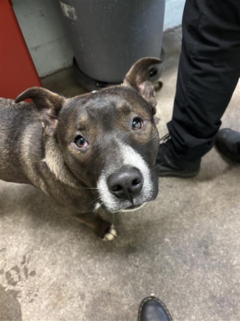 Shelter Stray Male Dog last seen STONECREEK DR & W EL CAMINO AVE, 2127 Front St, Sacramento, CA 95818, USA