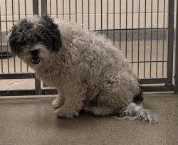 Shelter Stray Male Dog last seen Near BLOCK W VIXEN WAY, 4522 W 3500 S, West Valley City, UT 84120, USA