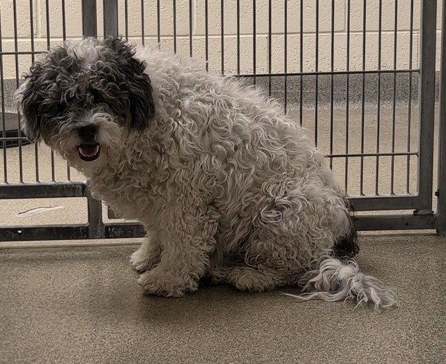 Shelter Stray Male Dog last seen Near BLOCK W VIXEN WAY, 4522 W 3500 S, West Valley City, UT 84120, USA