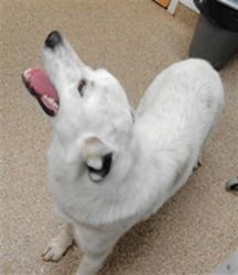 Shelter Stray Male Dog last seen Near BLOCK SANTIAGO, 3001 2nd St SW, Albuquerque, NM 87105, USA
