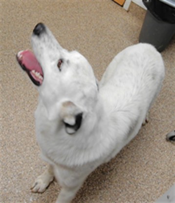 Shelter Stray Male Dog last seen Near BLOCK SANTIAGO, 3001 2nd St SW, Albuquerque, NM 87105, USA