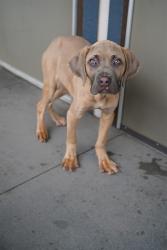 Shelter Stray Male Dog last seen 29TH ST & H ST, 2127 Front St, Sacramento, CA 95818, USA