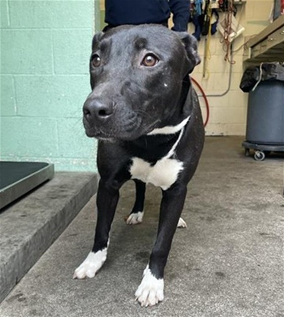 Shelter Stray Female Dog last seen NORWOOD AVE & JESSIE AVE, 2127 Front St, Sacramento, CA 95818, USA
