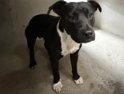 Shelter Stray Male Dog last seen Near BLOCK W MONTROSE ST, 333 Chandler Pl, San Bernardino, CA 92408, USA