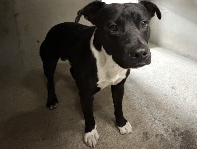 Shelter Stray Male Dog last seen Near BLOCK W MONTROSE ST, 333 Chandler Pl, San Bernardino, CA 92408, USA