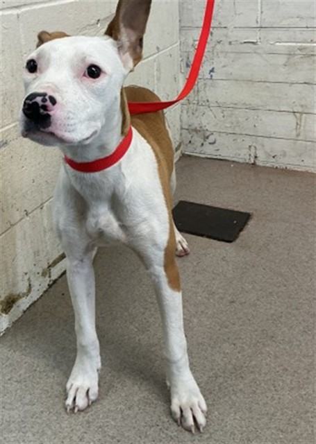 Shelter Stray Female Dog last seen , 333 Chandler Pl, San Bernardino, CA 92408, USA