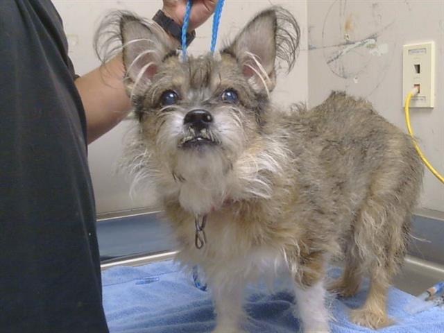 Shelter Stray Male Dog last seen Near BLOCK BOULDER CREEK WAY, 3839 Bradshaw Rd, Sacramento, CA 95827, USA