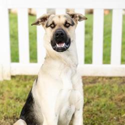 Shelter Stray Male Dog last seen , 600 Aviation Dr, Camarillo, CA 93010, USA