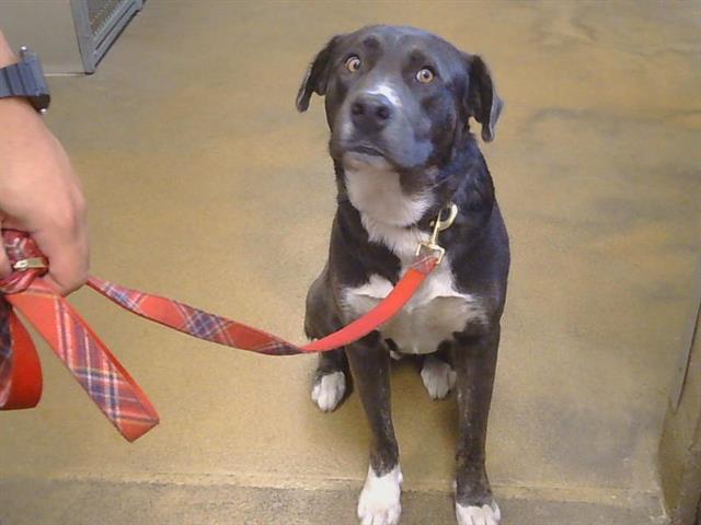 Shelter Stray Male Dog last seen W NICHOLS AVE/ 20TH AVE, 95820, 3839 Bradshaw Rd, Sacramento, CA 95827, USA