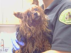 Shelter Stray Male Dog last seen N KIEFER BLVD/ KIEFER BLVD, 95826, 3839 Bradshaw Rd, Sacramento, CA 95827, USA