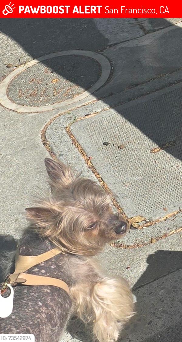 Lost Female Dog last seen Presidio heights, San Francisco, CA 94115