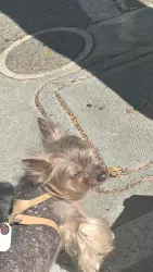 Lost Female Dog last seen Presidio heights, San Francisco, CA 94115