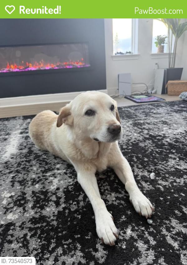 Reunited Male Dog last seen Near ballast drive, Orlando, FL 32827