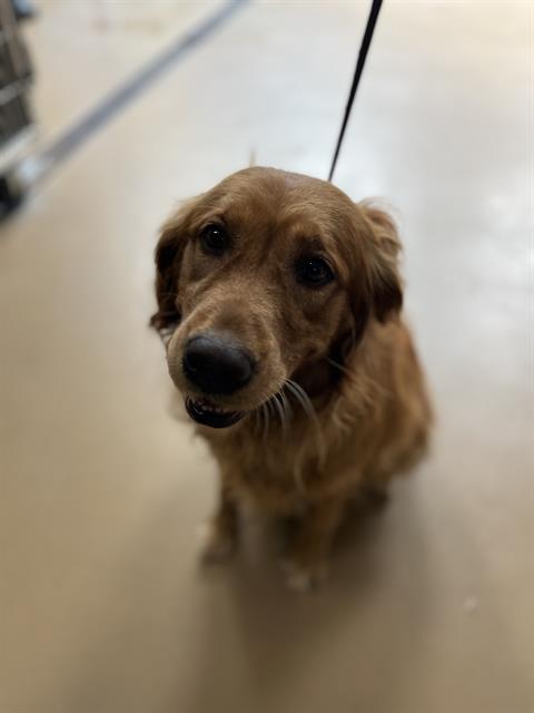 Shelter Stray Female Dog last seen EUCLID AVE AND E 16TH ST, 130 Beyer Way, Chula Vista, CA 91911, USA