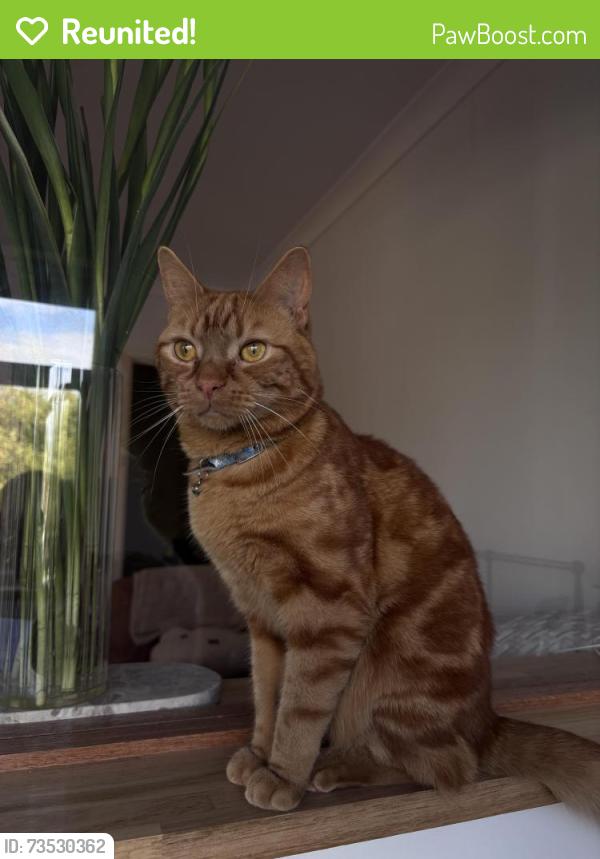 Reunited Male Cat last seen Southey Street & Byron Street intersection, Elwood, VIC 3184