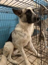 Shelter Stray Male Dog last seen , 1150 11 Mile Corner, Casa Grande, AZ 85194, USA