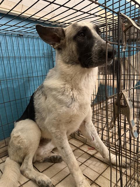 Shelter Stray Male Dog last seen , 1150 11 Mile Corner, Casa Grande, AZ 85194, USA