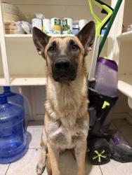 Shelter Stray Male Dog last seen , 1150 11 Mile Corner, Casa Grande, AZ 85194, USA
