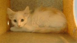 Shelter Stray Male Cat last seen , 216 W Victoria St, Gardena, CA 90248, USA
