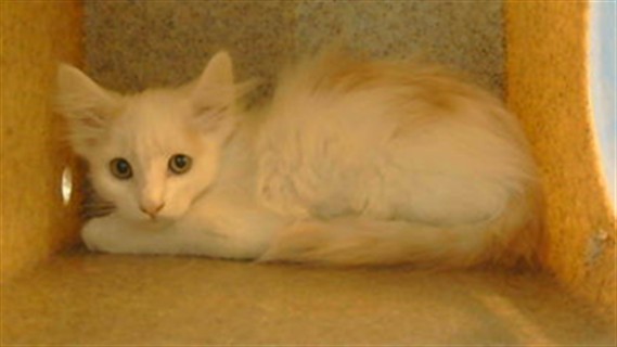 Shelter Stray Male Cat last seen , 216 W Victoria St, Gardena, CA 90248, USA