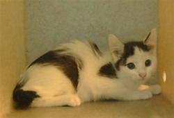 Shelter Stray Female Cat last seen , 216 W Victoria St, Gardena, CA 90248, USA